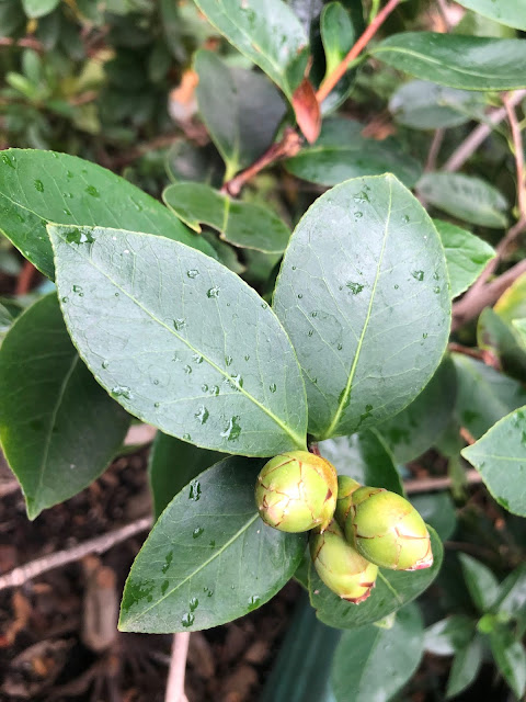 Camellia leaves and buds