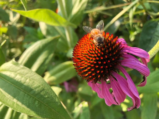 Coneflower with bee on it