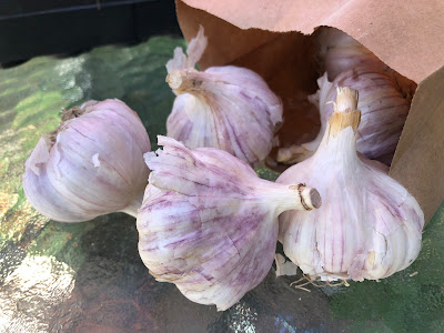 Garlic bulbs