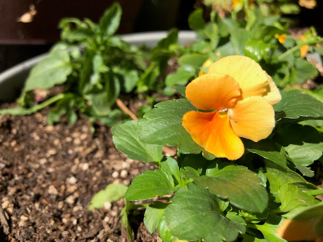 Orange viola in pot