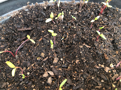 Chard sprouts