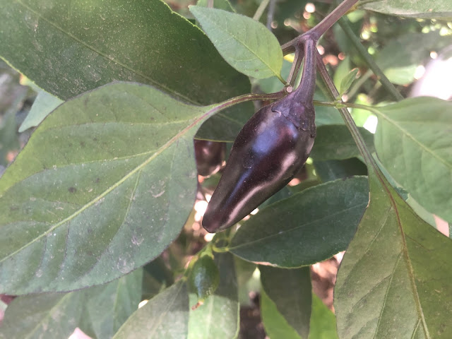 Dark purple pepper
