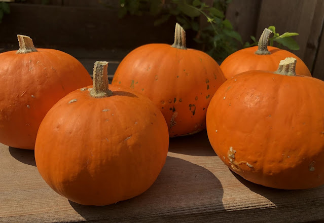 5 small pumpkins