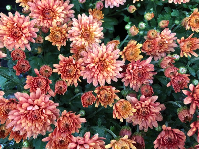 Peachy-rust mums