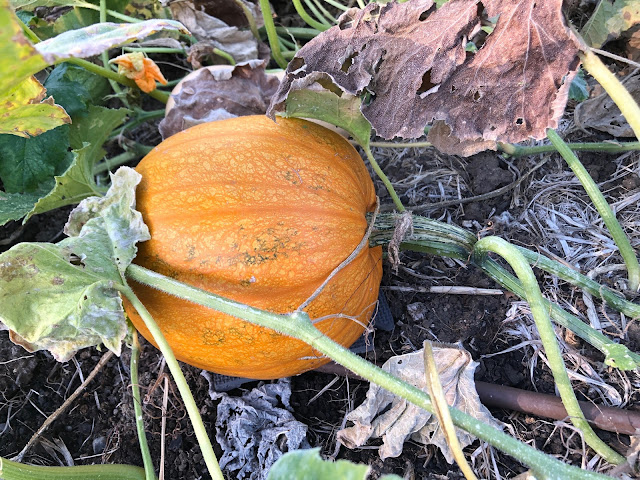 Pumpkin on vine