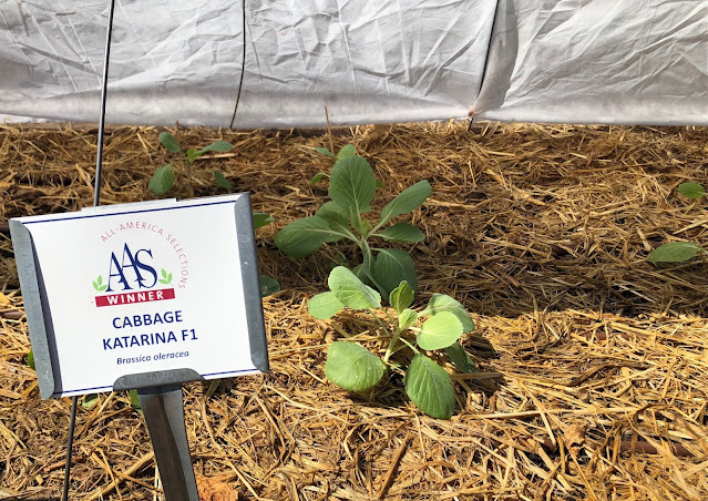 Cabbage plant with sign and straw mulch