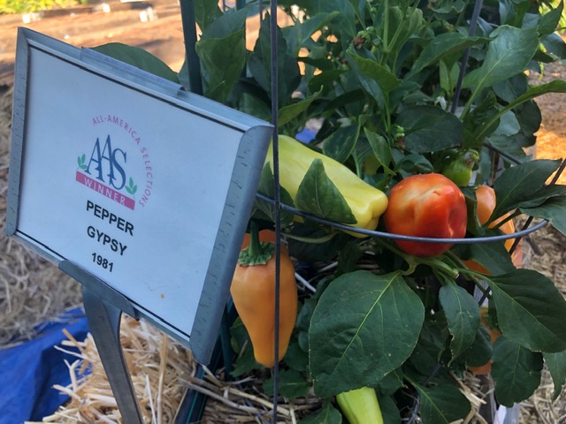 Orange, red and yellow Gypsy peppers