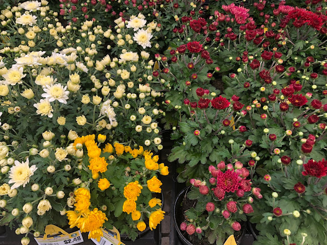 Mums of yellow, white, dark red