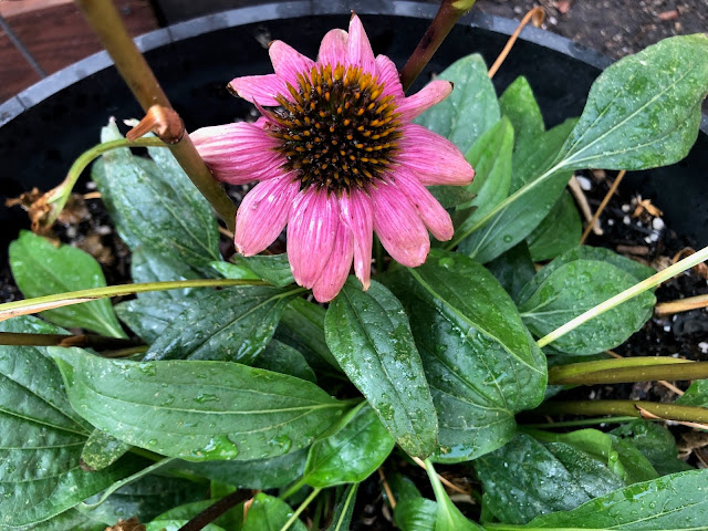 Coneflower with wet leaves