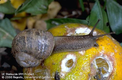 Brown garden snail