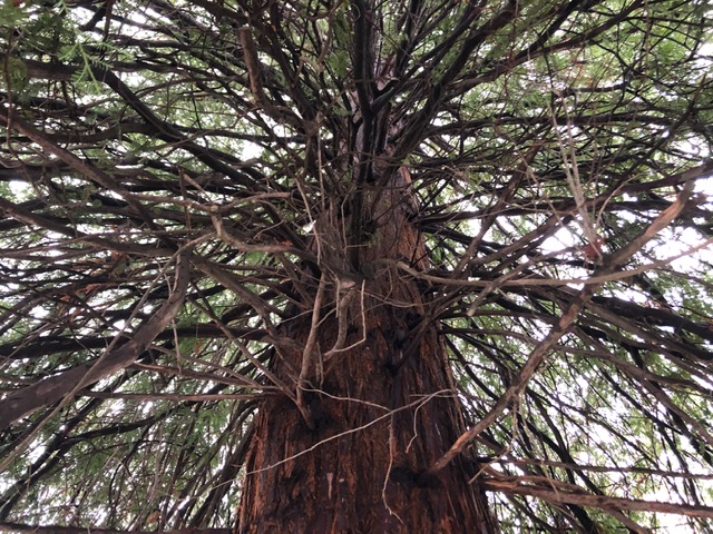 Looking up inside a redwood tree branches