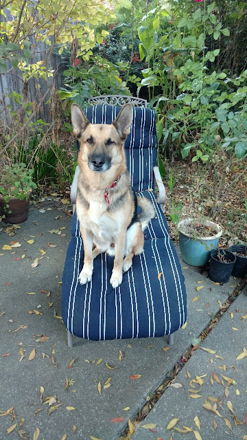 German shepherd dog on a chair outside