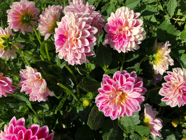 Pink dahlias