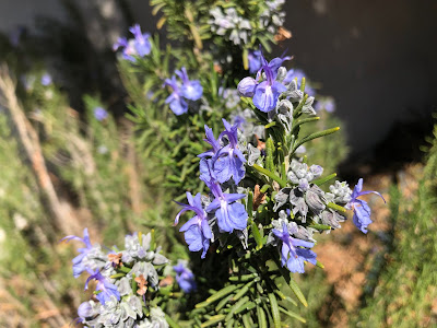 Light purple-blue rosemary flowers