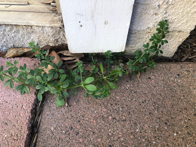 Bedstraw against a wall