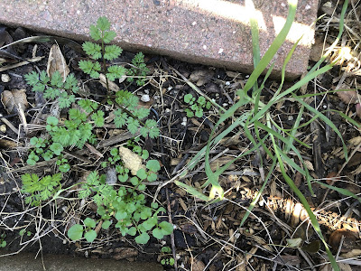 several types of weeds