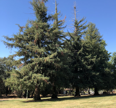 Trees at park