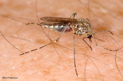 Mosquito on skin