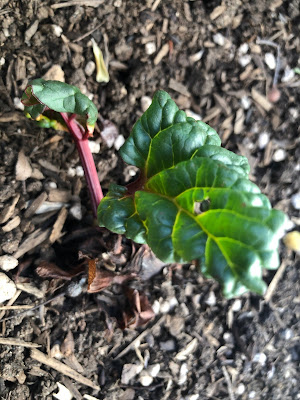 Rhubarb sprout