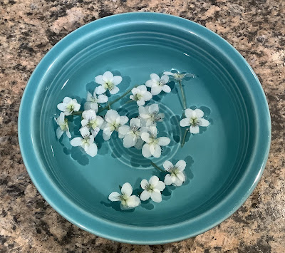 White violets in a bowl of water