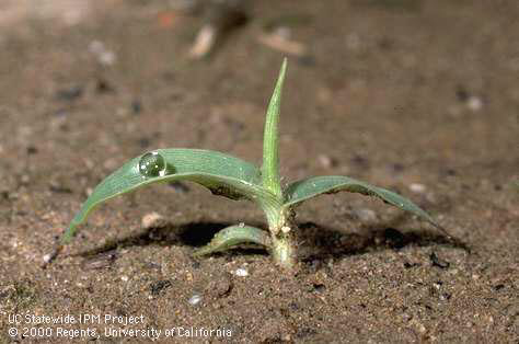 Seedling of crabgrass weed