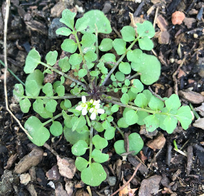 Little bittercress weed with white flower