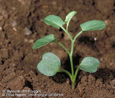 Small green plant