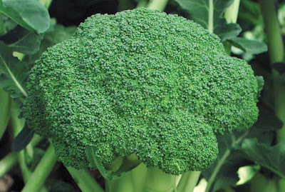 Head of broccoli