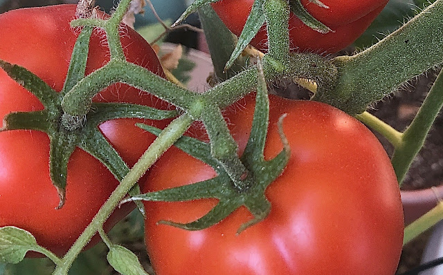 Three red tomatoes on the vine