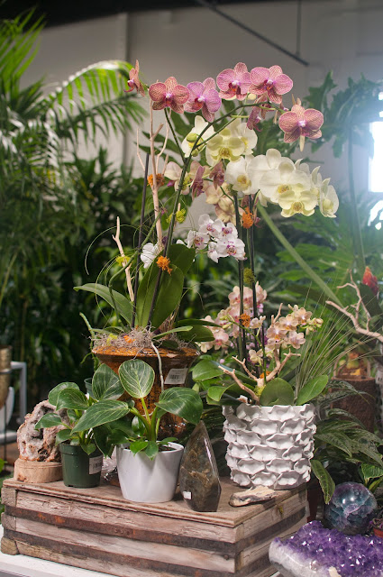 Indoor plants on a table