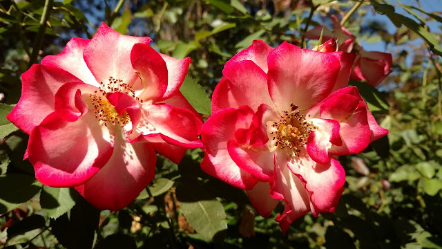 Red and white rose blossoms