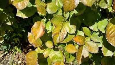 Rose leaf damage