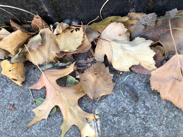 various brown leaves on concrete