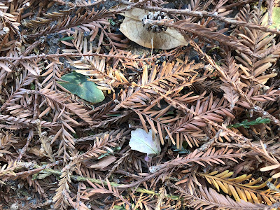 Brown redwood needles