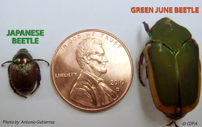 Illustration of Japanese and green June bug beetles