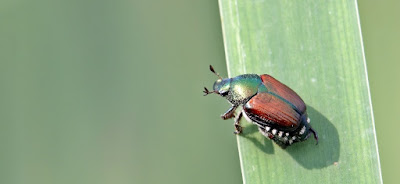 Japanese beetle on a leaf