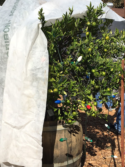 Citrus tree with frost blanket