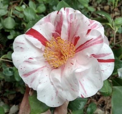 White camellia blossom with red stripes on some petals