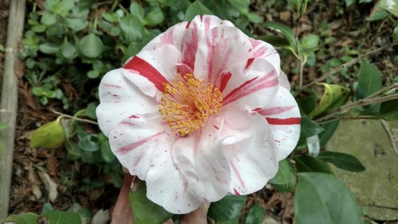 White camellia blossom with red stripes on some petals