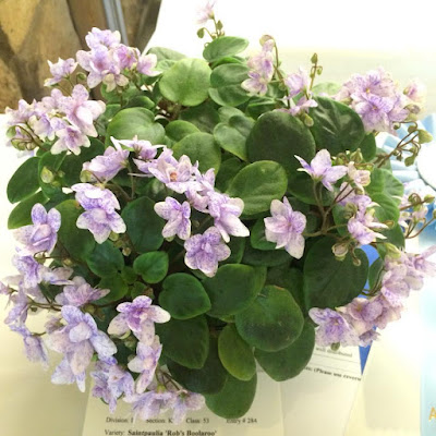 African violet