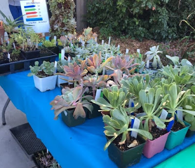 Several succulents on a table