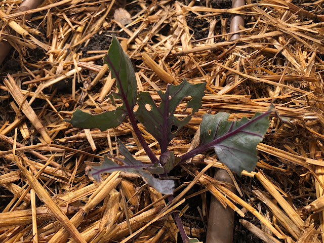 Damage vegetable plant