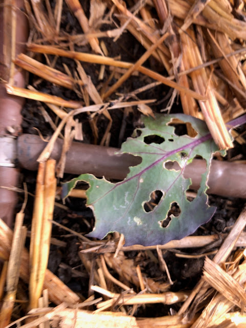 Damaged leaf