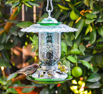 Glass birdfeeder