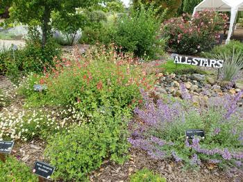 Perennials and a sign that says All Stars