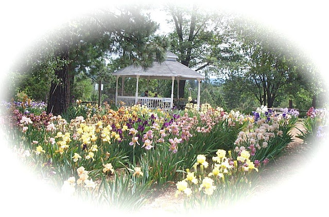 Gazebo with many pink, white, yellow irises in the foreground