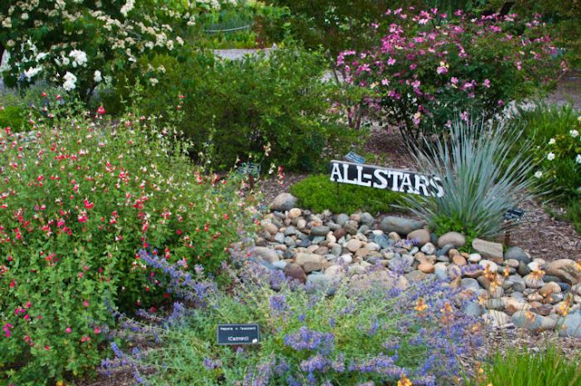 Several shrubs with sign that says All-Stars