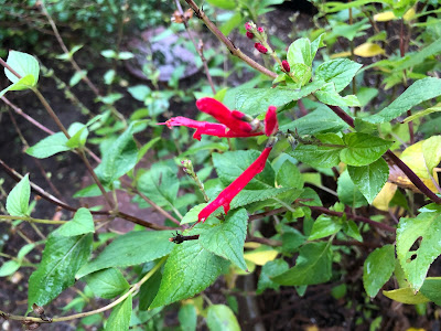 Red blossom on a pineapple sage plant