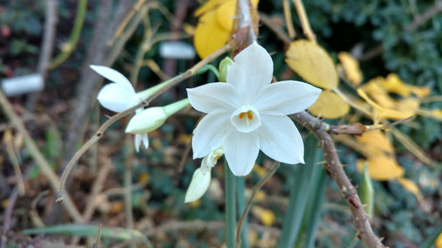 Paperwhites