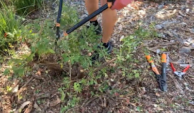 Pruning a sage plant